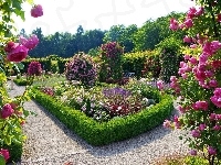 Ogród, Piękny, Różany