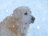 Śnieg, Golden Retriever, Pies, Zima