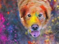 Kolorowe, Pies, Farba