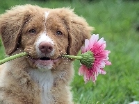 Pies, Kwiatek