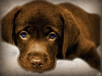Oczy, Pies, Nibieskie, Golden Retriever