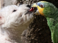 Papuga, Pies, Pocałunek
