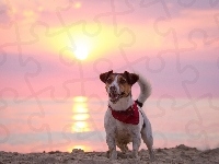 Plaża, Pies, Słońce