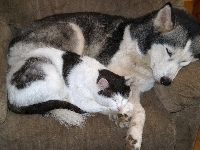 Pies, Śpiący, Kot, Siberian Husky