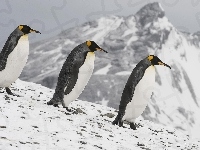 Góra, Pingwiny, Lodowa