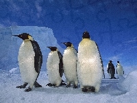 góra, Pingwiny, śnieg
