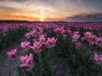 Plantacja, Wiosna, Zachód słońca, Tulipany