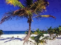 Palmy, Plaża, Morze