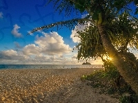 Palmy, Plaża, Słońce