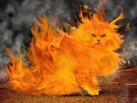Płonący, Kot