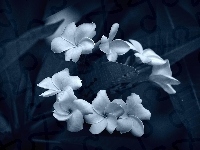 Plumeria, Kwiaty, Biało-Niebieski