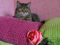 Poduszki, Kot, Kolorowe, Róża
