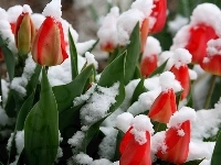 Pokryte, Czerwone, Tulipany, Śniegiem