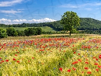 Maki, Drzewa, Wzgórza, Pola, Lato, Zboże