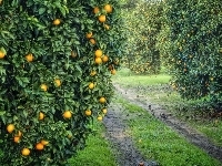 Pomarańcze, Trawa, Sad, Drzewa, Ścieżka