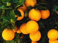 Pomarańcze, Listki