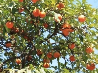 Na, Pomarańcze, Drzewie