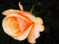Róża, Pomarańczowa, Rosa
