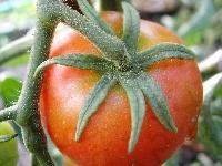 Pomidor, Gałązki