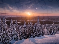 Laponia, Zachód słońca, Drzewa, Gmina Posio, Zima, Finlandia, Park Narodowy Riisitunturi, Świerki