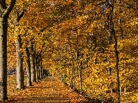 Jesień, Pożółkłe, Drzewa, Alejka, Liście