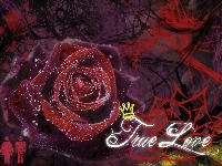 Prawdziwa, Czerwona, Róża, Miłość