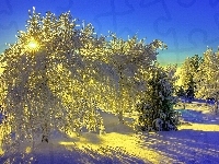 Śnieg, Drzewa, Promienie Słońca