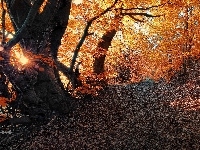 Drzewa, Promienie, Ścieżka, Liście, Jesień, Żółte, Słońca