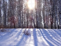 Promienie Słońca, Las, Śnieg