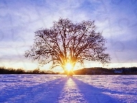 Promienie, Drzewo, Śnieg, Słońca