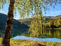 Prowincja Liège, Drzewo, Wzgórza, Gmina Stavelot, Jezioro, Belgia, Wieś Coo, Lasy