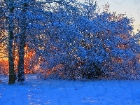 Przebijające, Zima, Pola, Drzewa, Światło