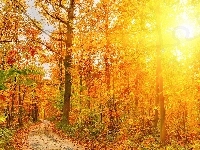 Ścieżka, Jesień, Las, Przebijające Światło