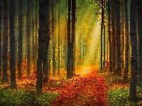 Ścieżka, Las, Przebijające Światło