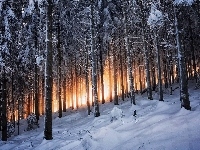 Przebijające, Drzewa, Zima, Las, Światło