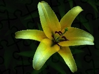 Kwiat, Przyroda, Lilia