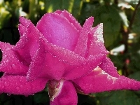 Kwiat, Przyroda, Róża