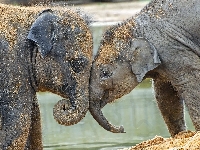 Słoniątka, Słonie, Dwa, Przytulone
