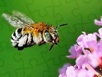 Kwiatek, Pszczoła, Lot