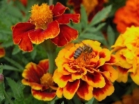 Pszczo�a, Kwiatki