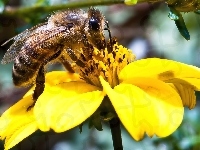 Żółty, Pszczoła, Kwiat