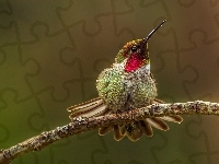 Koliber, Ptak, Gałązka
