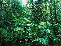Las, Queensland, Tropikalny