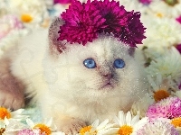 Ragdoll, Oczy, Kwiaty, Kot, Niebieskie