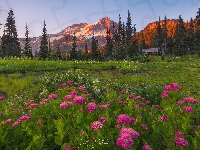 Kwiaty, Góry, Park Narodowy Mount Rainier, Tatoosh Range, Tawuła, Stan Waszyngton, Stany Zjednoczone, Łąka, Drzewa