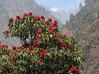 Rhododendron, Góry