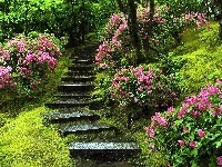 Rododendrony, Schodki, Park, Kwitnące, Kamienne