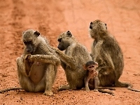 Małp, Rodzina, Szosa