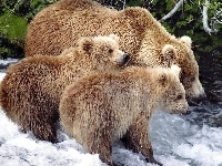 Niedźwiedzi, Rodzina, Rzeka
