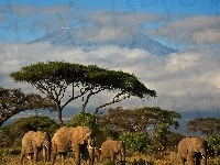 Słoni, Rodzina, Kenia